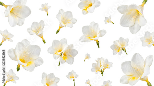 Tablou pe pânză Elegant white freesia flowers with bright yellow centers, beautifully arranged and isolated on a transparent background