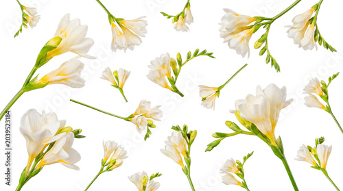 Obraz na plátně Fresh white freesia flowers with green stems and budding blossoms