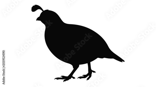 Obraz na płótnie quail bird silhouette on white background animal wildlife feathered perched natu