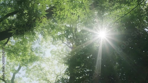 さわやかな自然あふれる森林の山道　見上げた新緑の葉に当たる太陽の強い日差しと木陰・木漏れ日の差し込む葉陰　春・夏・夏休み・アウトドア・行楽・季節・登山
