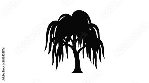 Photos willow tree silhouette on white background black nature plant branch leafless wi