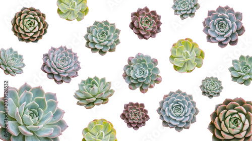 Фотография Varied succulent plants in shades of green and blue, isolated on a transparent background for design use