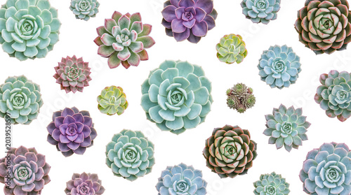Canvastavla Vibrant succulent plants in various sizes and colors, perfect for botanical design elements and decorative patterns