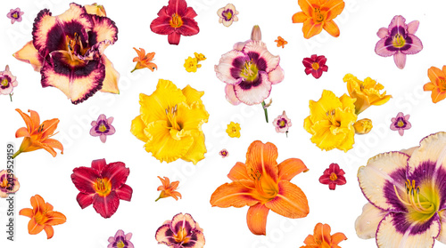 Bild auf Leinwand Diverse daylily blooms in assorted colors and sizes, perfect for creating dynamic floral patterns and lively