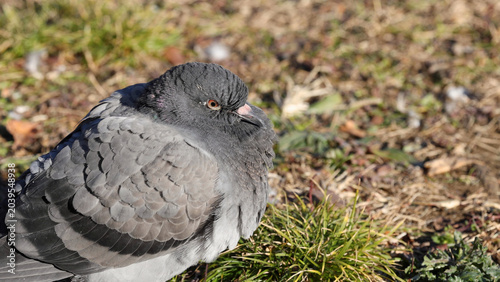 Tableau sur toile Close Up Profile of a Grey Pigeon Resting on the Ground
