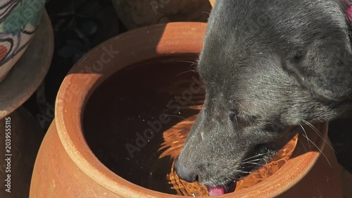 A black dog drinking water.