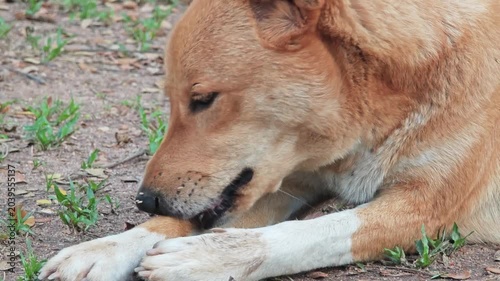 Dogs are getting rid of fleas by themselves.
