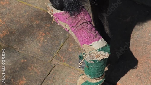 A black dog in a cast.