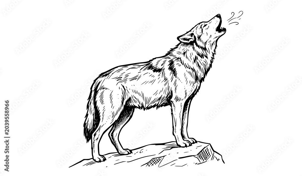 Obraz premium Howling Wolf Hand Drawn Illustration, Wild Animal Nature Sketch