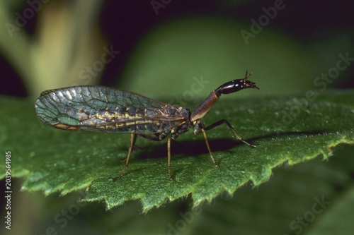 Snakefly (Raphidia notata)