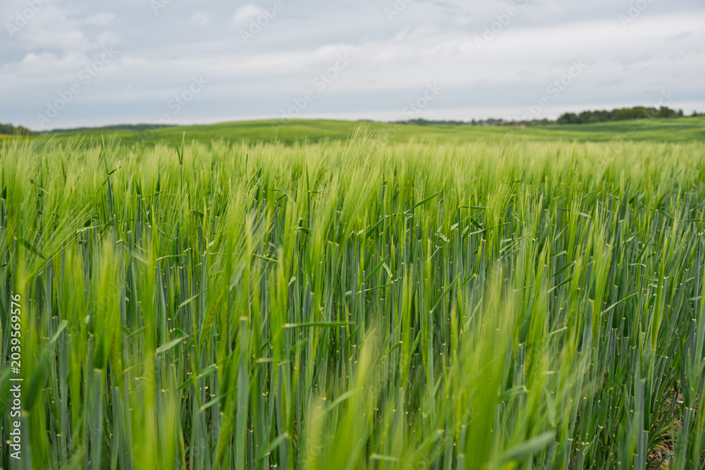 Obraz premium Lush green barley field waving in the wind under an overcast sky.
