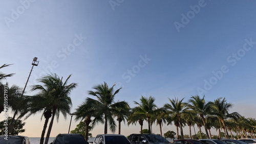 Schilderij op canvas Row of Coconut Palm Trees Along Krating Lai Beach in Pattaya