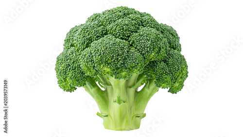 Tableau sur toile Fresh organic green broccoli vegetable head with detailed textured florets and t