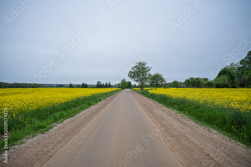 Country dirt road stretching through rural landscapes and green meadows on a cloudy day.