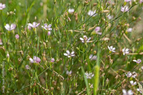 Foto Delicate blossoms of the tunic saxifrage (Petrorhagia saxifraga).