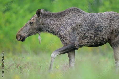 Moose in the spring forest scenery
