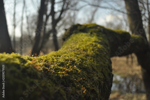 Moss-covered tree branch in a serene forest by the water during a sunny day