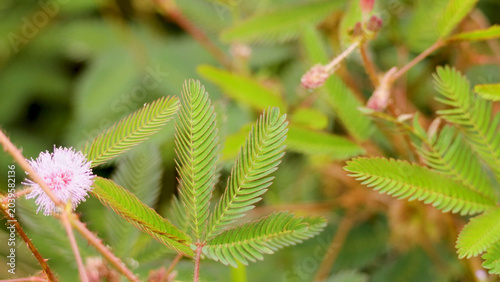 Tableau sur toile Close-up of Sensitive Plant Mimosa Pudica with Green Leaves and Pink Flower