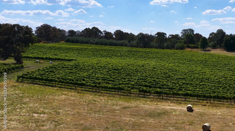Fototapeta premium Aerial View of Lush Green Vineyard and Hay Bales in Canberra