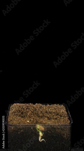Time lapse of growing beans vegetables isolated on black background, vertical orientation