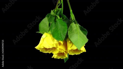 Time lapse of drying yellow roses for winter bouquet with ALPHA transparency channel isolated on black background