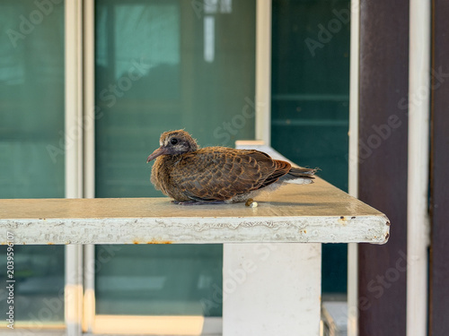 Foto Close-up of a charming young fledgling bird with soft brown feathers, patiently resting on a weathered window ledge