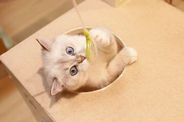 Taking adorable photos of cats playing with a cat teaser in the cattery.