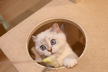 Taking adorable photos of cats playing with a cat teaser in the cattery.