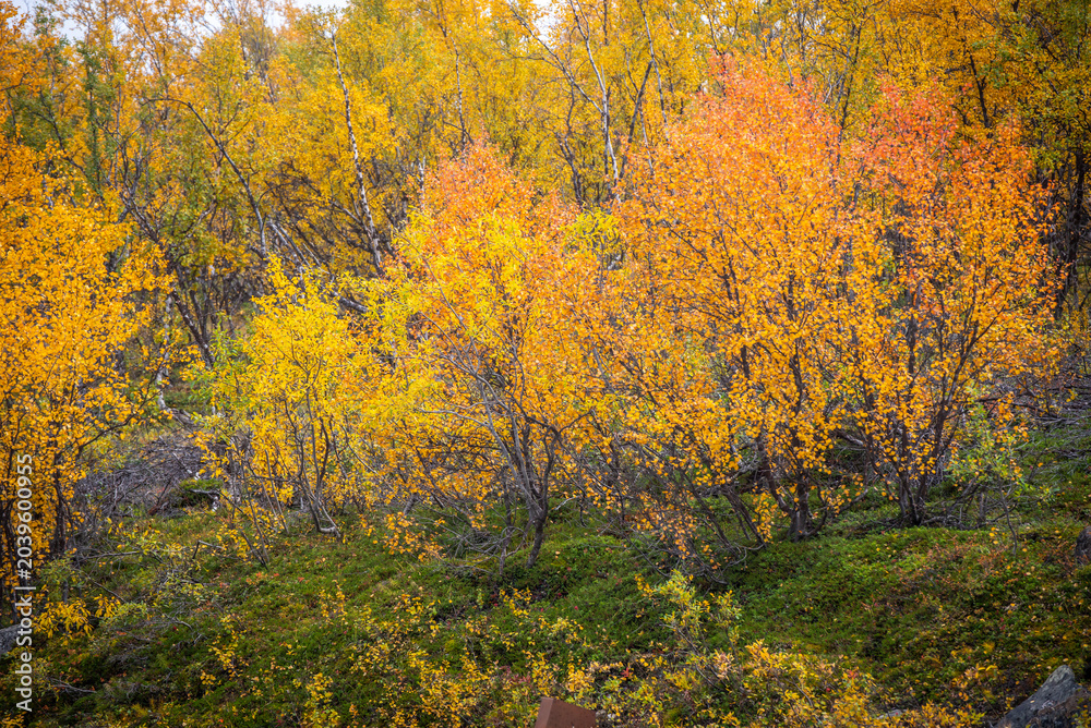 Fototapeta premium Autumn colours in Abisko national park in north of Sweden.