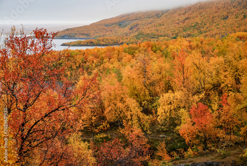 Autumn colours in Abisko national park in north of Sweden.