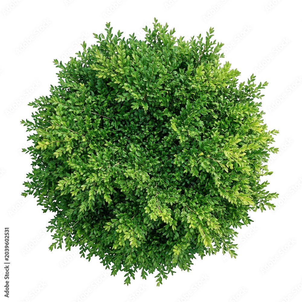 Fototapeta premium Top view of a round green boxwood bush isolated on transparent background