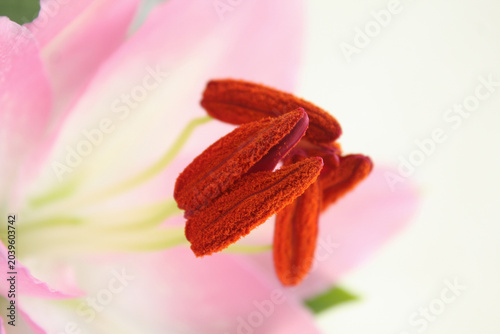 Valokuva Royal lily