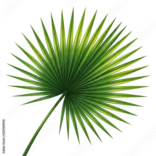 Single green palm leaf isolated on a clean transparent background