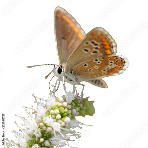 Pretty little butterfly with transparent background
