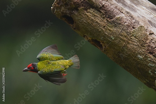 Canvastavla Red-Headed Green Barbet Bird In Flight