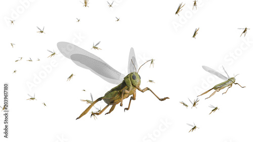 Flying Grasshopper with Swarm of Insects Isolated on White Background