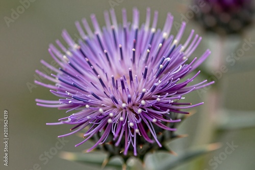 A purple thistle flower with a bee on it