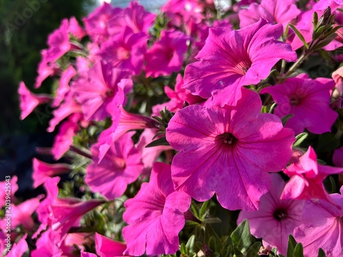 pink flowers in the garden