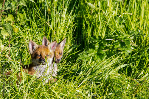 Fotografija A pair of young fox cubs with pointy ears look out from tall grass on a hot summers evening