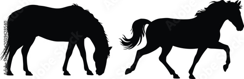 Fotografía Two equine silhouettes a grazing horse and a standing stallion vector illustrati