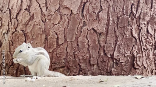 grey squirrel on a tree, Mumbai,