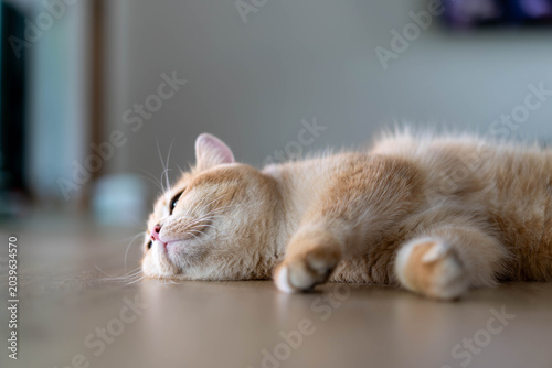 Obraz na płótnie Low angle profile of a golden British Shorthair cat resting comfortably on a wooden floor