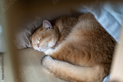 Foto A cute ginger British Shorthair cat sleeping peacefully under a cozy blanket