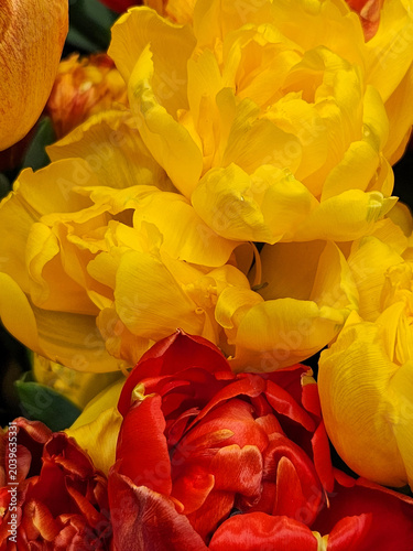 Yellow and red tulips. Bouquet of tulip flowers