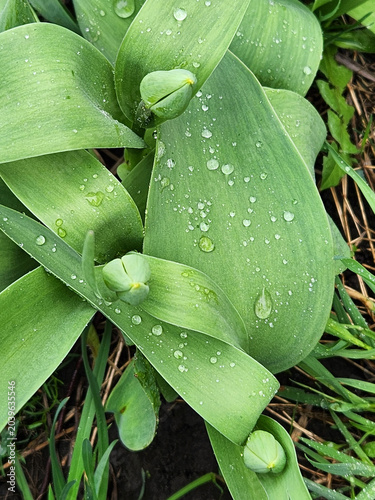 Dewdrops on tulip leaves. Dew on plants