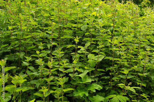 Fotografi A dense patch of green stinging nettles growing wildly.