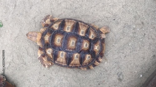 A small tortoise with a patterned shell rests on a light ground surface, viewed from above.