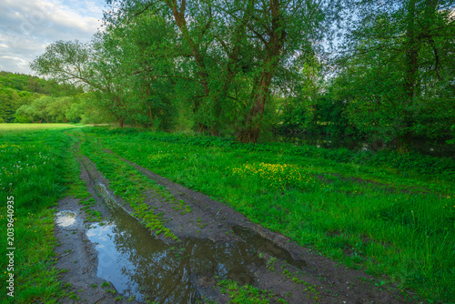 Bild auf Leinwand Rural muddy trail with deep water puddles reflecting the cloudy blue sky, bordered by a vibrant green summer meadow with yellow wildflowers and tall lush trees next to a hidden river
