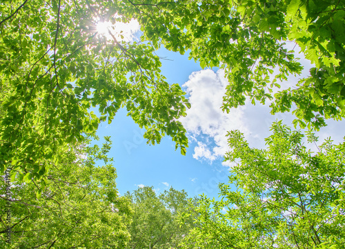 Foto 新緑の木々の隙間から見上げる青空と差し込む太陽の光 Low angle view of bright sunbeams and blue sky through
