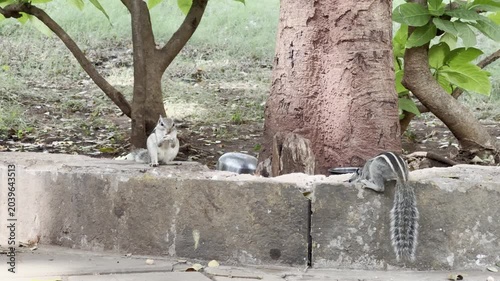 squirrel on a tree, Malad Mumbai